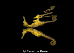 Seahorse found swimming under a dock by Caroline Power 
